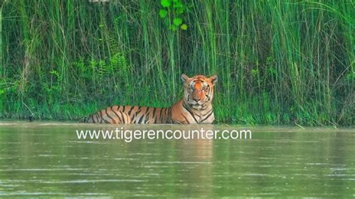 A Gateway To Tiger Conservation