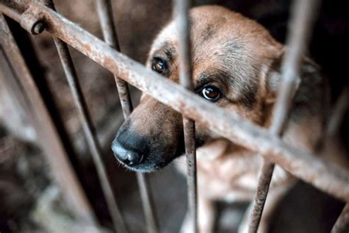 Animal Cruelty Exposed In "Banging The Dog Incident 2022"