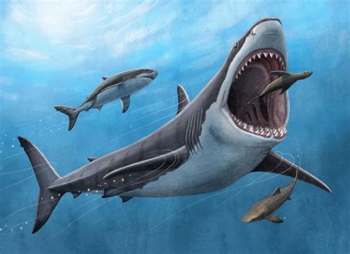 Discoveries And Insights Into "NASA Megalodon Photo"