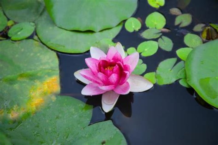 Nature's Remedy With Hidden Therapeutic Powers