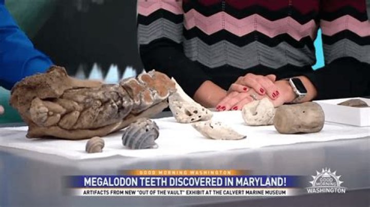 Oceanic Fossils Unveil Secrets Of The Megalodon