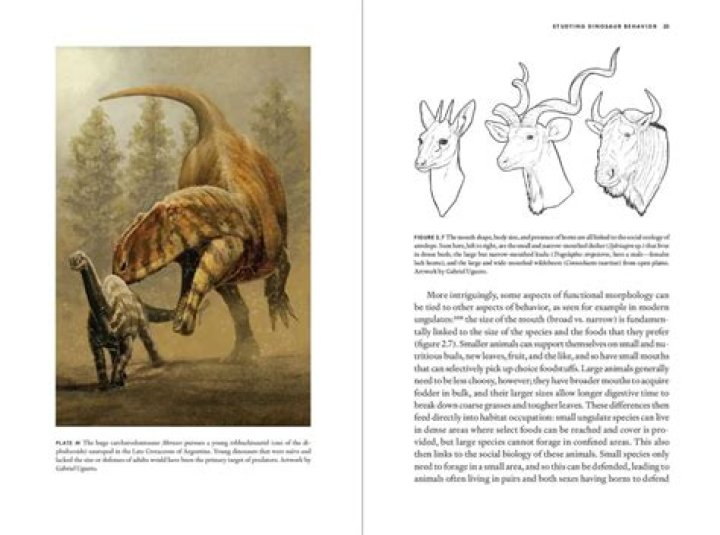 Uncovering The Secrets Of Megalodon