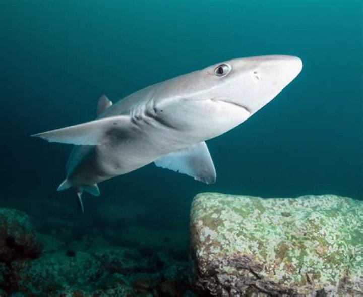 Unleash The Secrets Of "shark.baee Onlyfans": An Exclusive Exploration