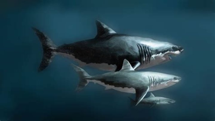 Unraveling The Mystery Of The Megalodon