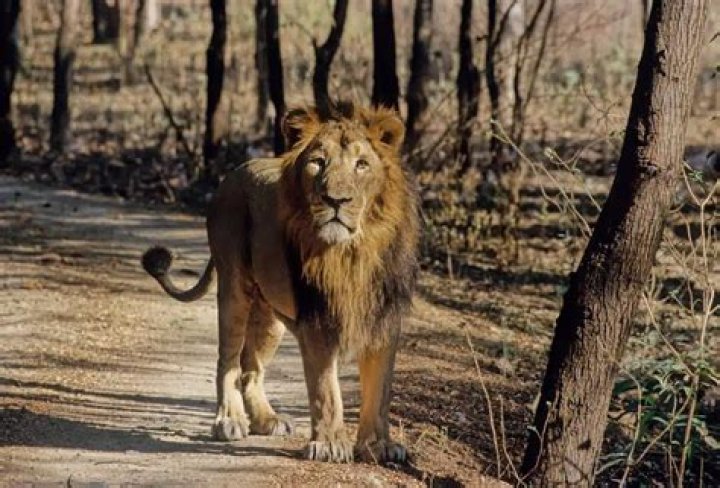 Unraveling The Secrets Of Asiatic Lion Conservation: Discover "Jasmine Sherni Details"