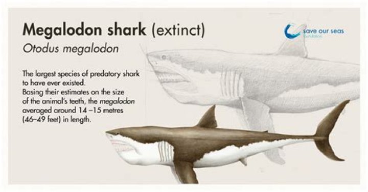Unveiling Secrets Of The Ancient Deep: Frozen Megalodon Discovered!
