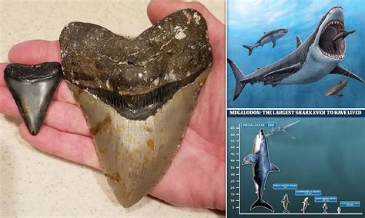 Unveiling The Secrets Of Megalodon, Antarctica, And NASA: Discoveries And Insights Await