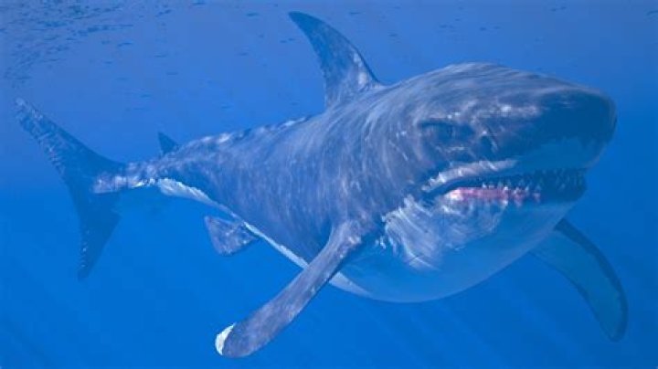 Unveiling The Secrets Of Megalodon: Discoveries From NASA
