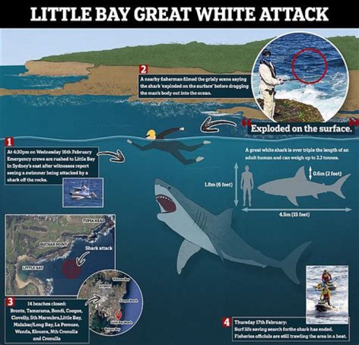 Unveiling The Simon Nellist Shark Attack: Insights And Discoveries