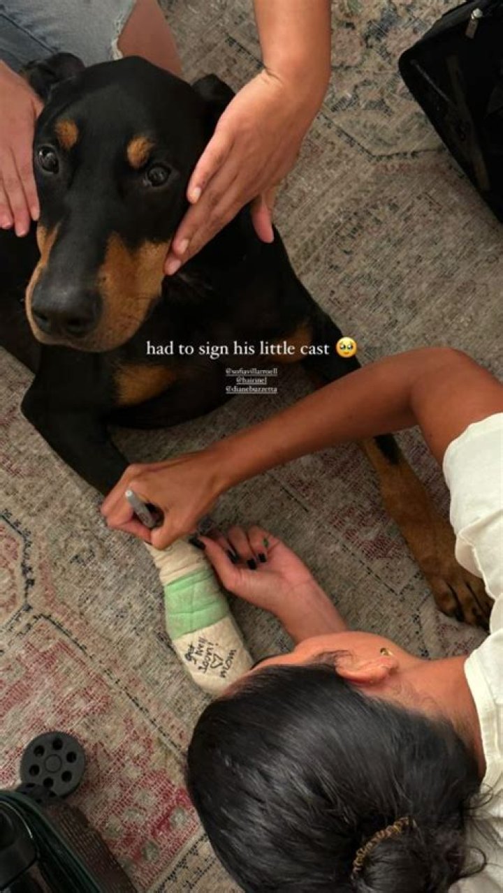 Unveiling The World Of Kendall Jenner's Beloved Dogs